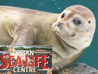 Oban Sea Life Centre